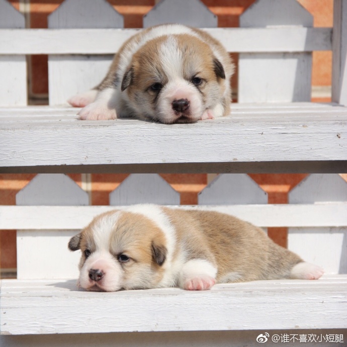 萌宠狗狗图片_小短腿柯基犬吐舌卖萌图片