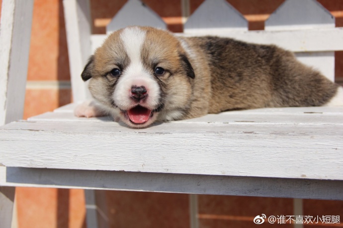 萌宠狗狗图片_小短腿柯基犬吐舌卖萌图片