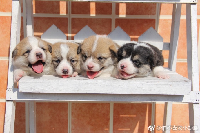 萌宠狗狗图片_小短腿柯基犬吐舌卖萌图片