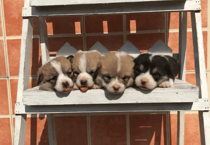 萌宠狗狗图片_小短腿柯基犬吐舌卖萌图片