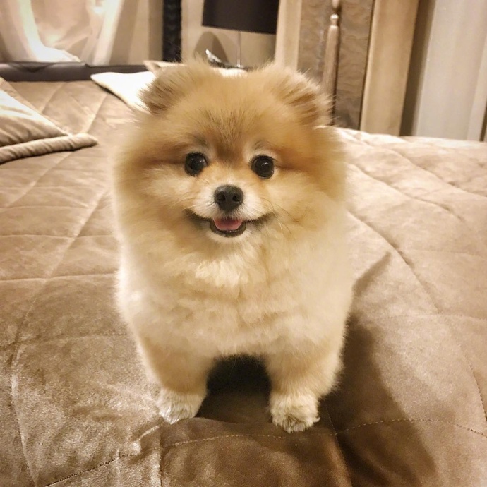 萌宠狗狗图片_超凶的小博美犬图片