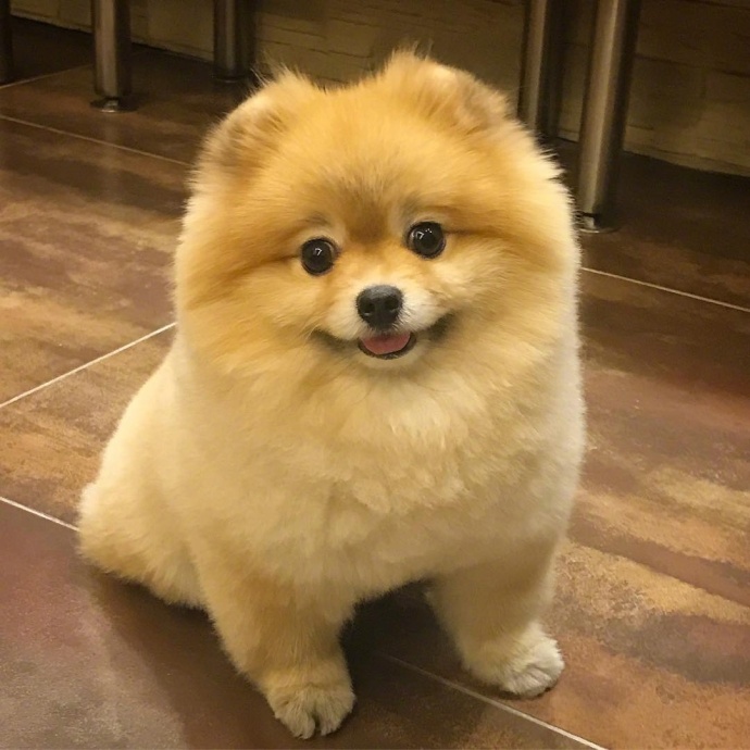 萌宠狗狗图片_超凶的小博美犬图片