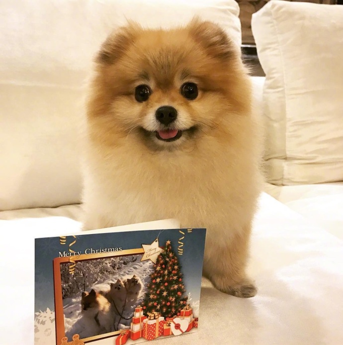 萌宠狗狗图片_超凶的小博美犬图片