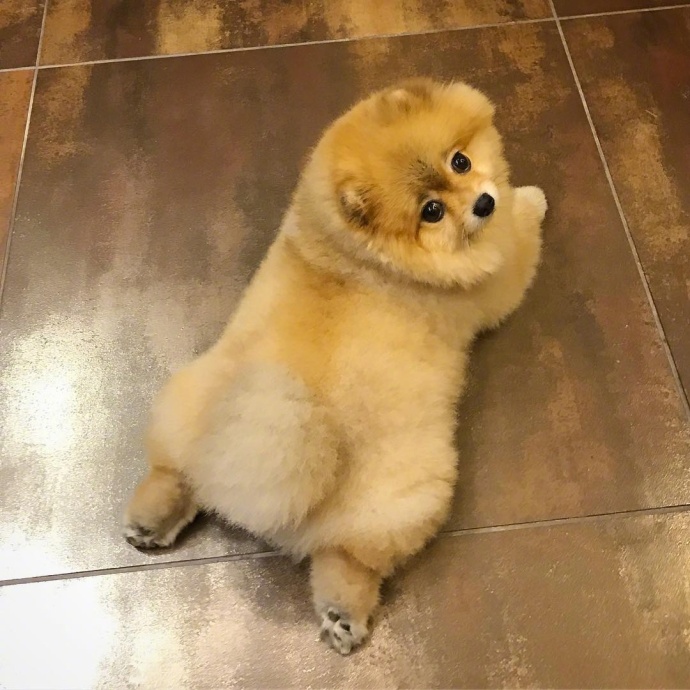萌宠狗狗图片_超凶的小博美犬图片