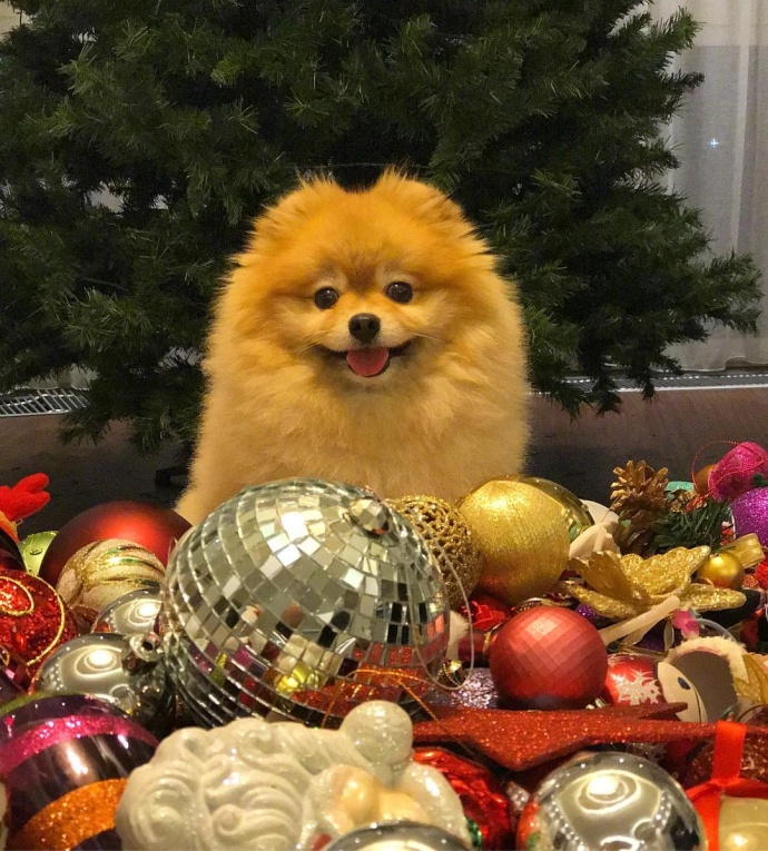 萌宠狗狗图片_超凶的小博美犬图片