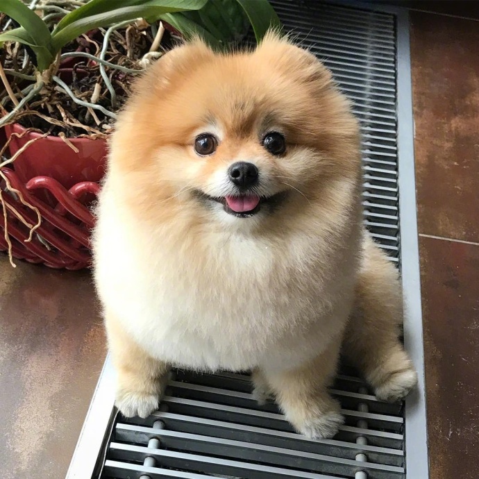 萌宠狗狗图片_超凶的小博美犬图片