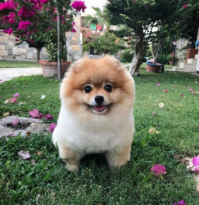 萌宠狗狗图片_超凶的小博美犬图片
