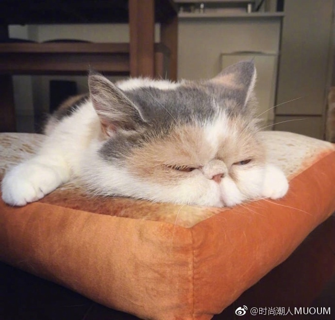 萌宠猫咪图片_每天早上不想起床的可爱加菲猫图
