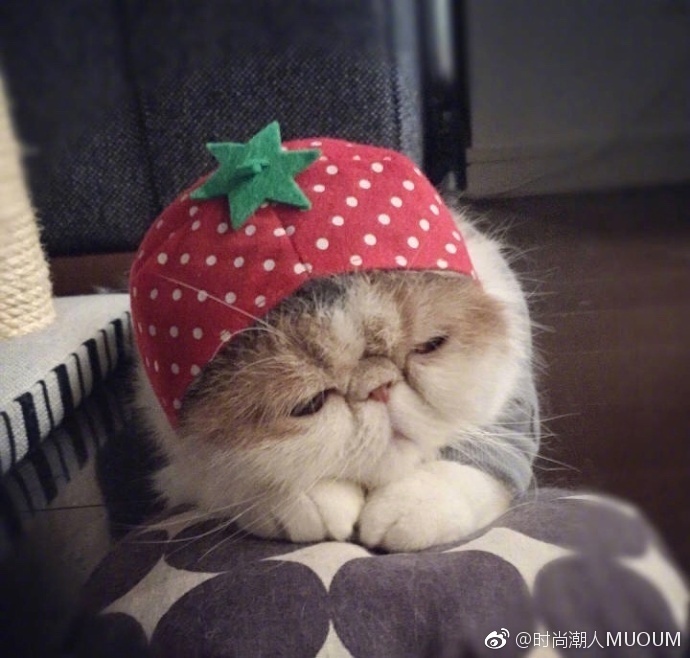 萌宠猫咪图片_每天早上不想起床的可爱加菲猫图