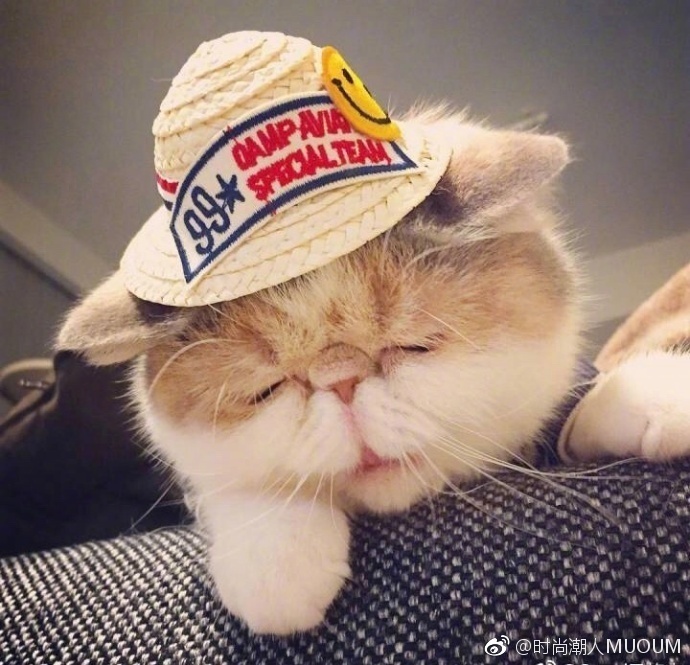 萌宠猫咪图片_每天早上不想起床的可爱加菲猫图