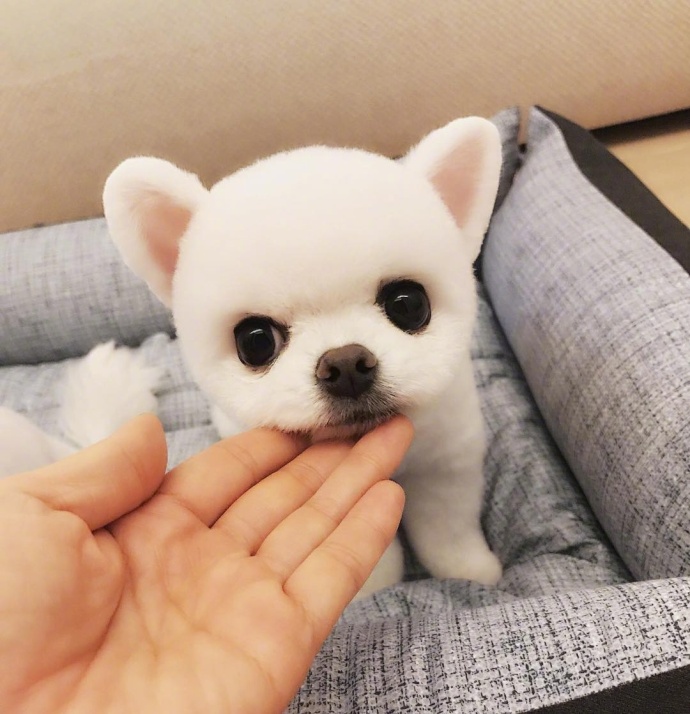 萌宠狗狗图片_小天使博美犬图片