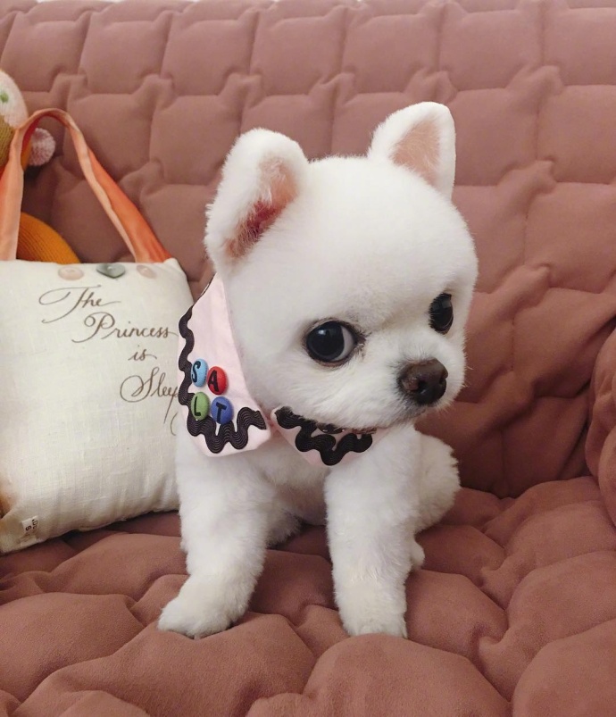 萌宠狗狗图片_小天使博美犬图片