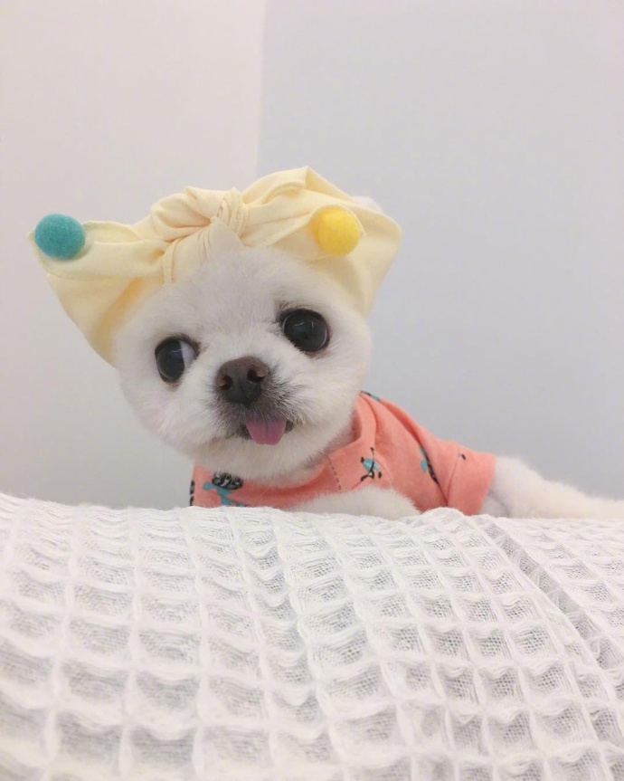 萌宠狗狗图片_小天使博美犬图片