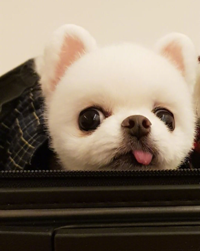 萌宠狗狗图片_小天使博美犬图片