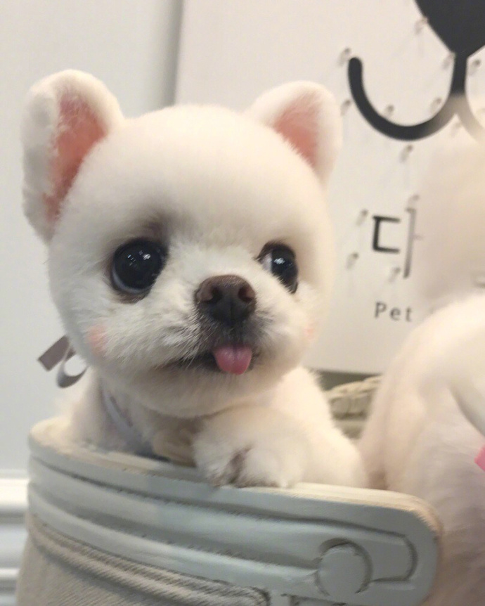 萌宠狗狗图片_小天使博美犬图片