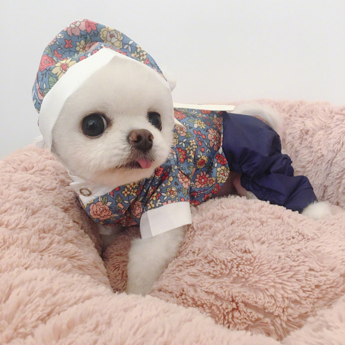 萌宠狗狗图片_小天使博美犬图片