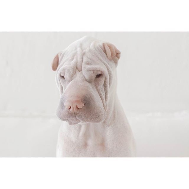 萌宠斗牛犬图片：这家伙长的也太有魔性了吧