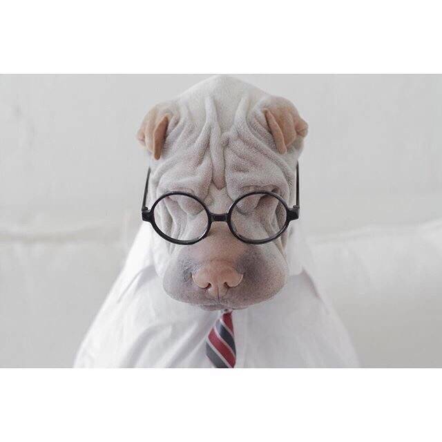 萌宠斗牛犬图片：这家伙长的也太有魔性了吧