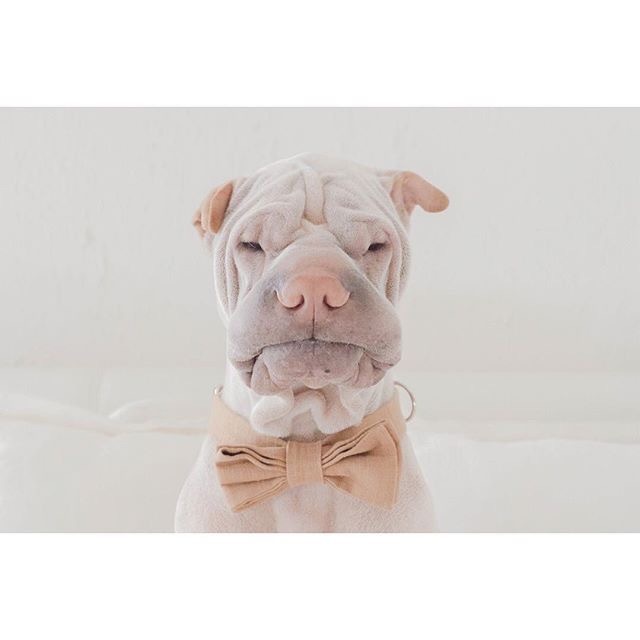 萌宠斗牛犬图片：这家伙长的也太有魔性了吧