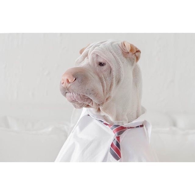 萌宠斗牛犬图片：这家伙长的也太有魔性了吧