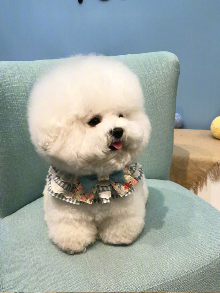 萌宠狗狗图片_像棉花糖一样的小比熊萌翻啦