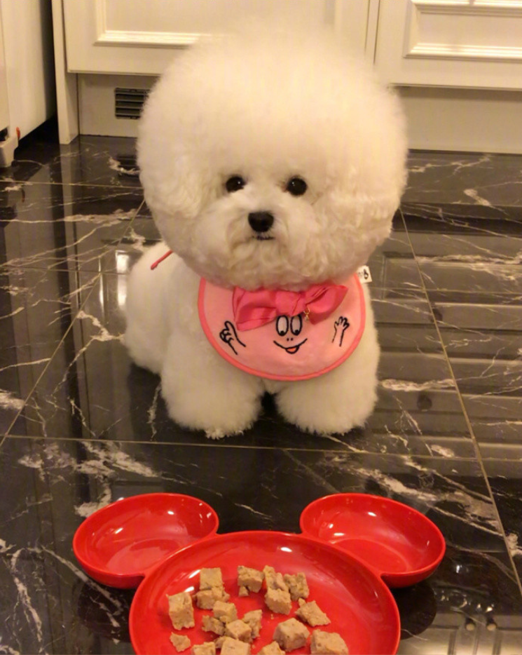 萌宠狗狗图片_像棉花糖一样的小比熊萌翻啦