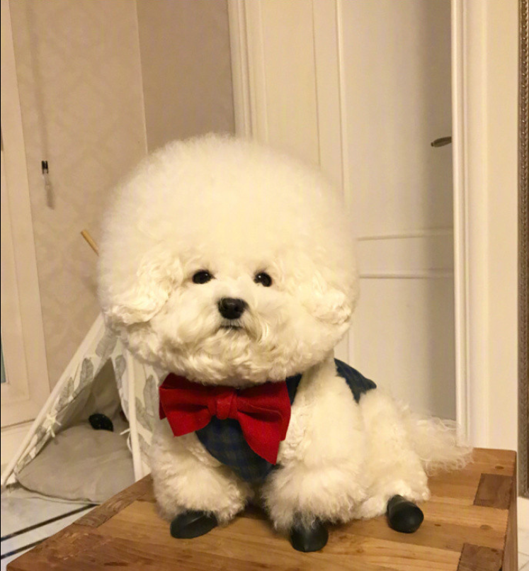 萌宠狗狗图片_像棉花糖一样的小比熊萌翻啦