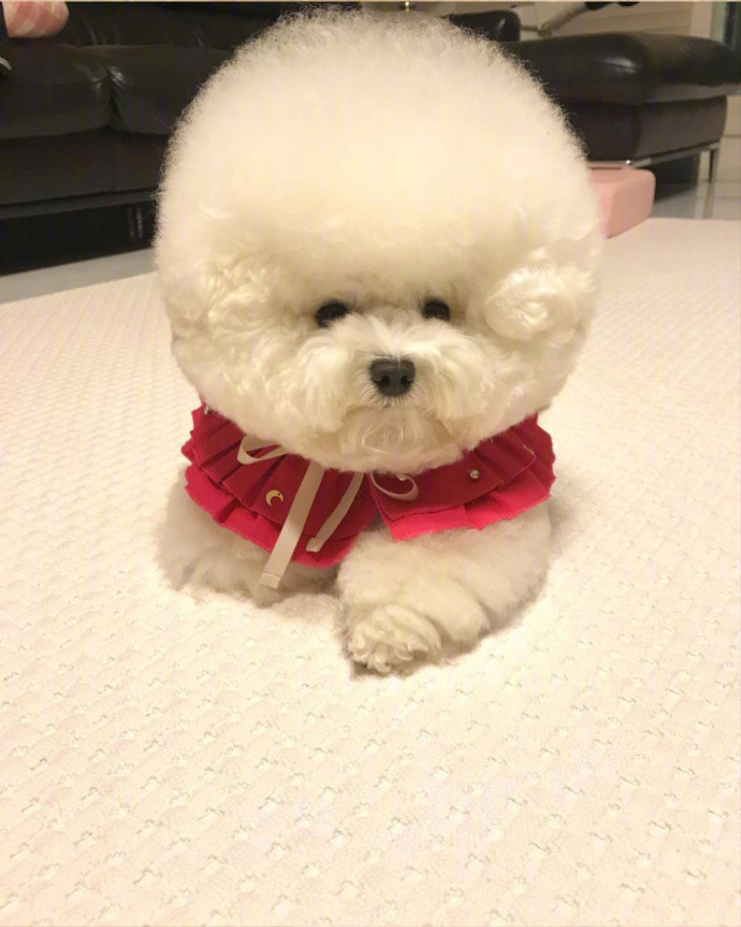 萌宠狗狗图片_像棉花糖一样的小比熊萌翻啦