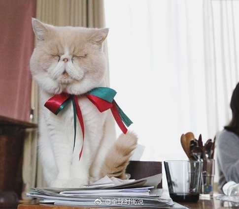 萌宠喵星人图片_养只加菲猫猫咪图片