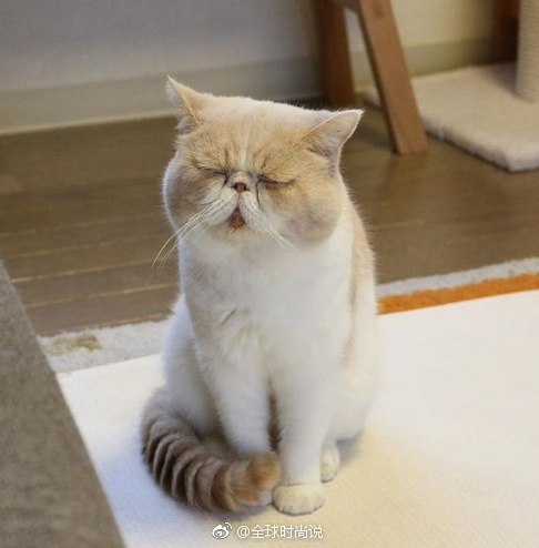 萌宠喵星人图片_养只加菲猫猫咪图片