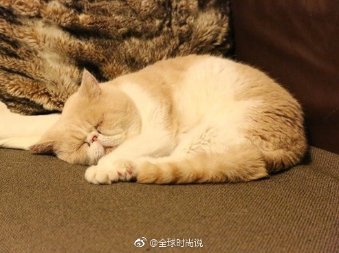 萌宠喵星人图片_养只加菲猫猫咪图片