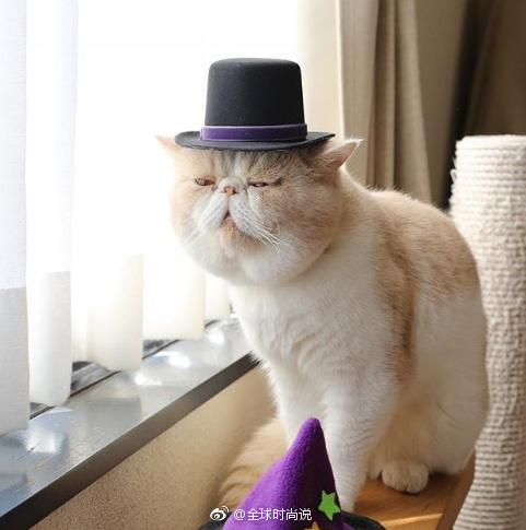 萌宠喵星人图片_养只加菲猫猫咪图片