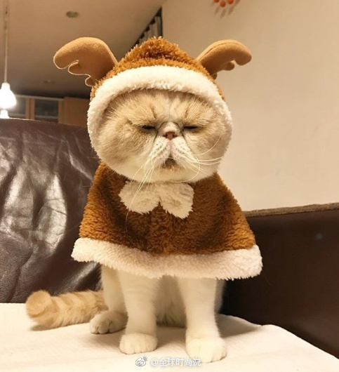 萌宠喵星人图片_养只加菲猫猫咪图片