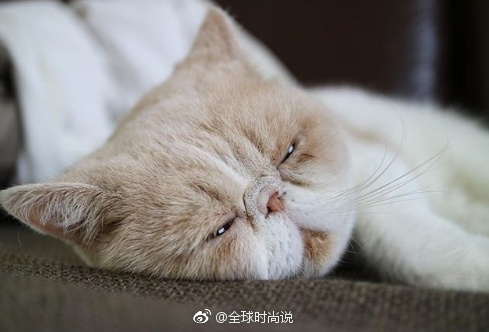 萌宠喵星人图片_养只加菲猫猫咪图片