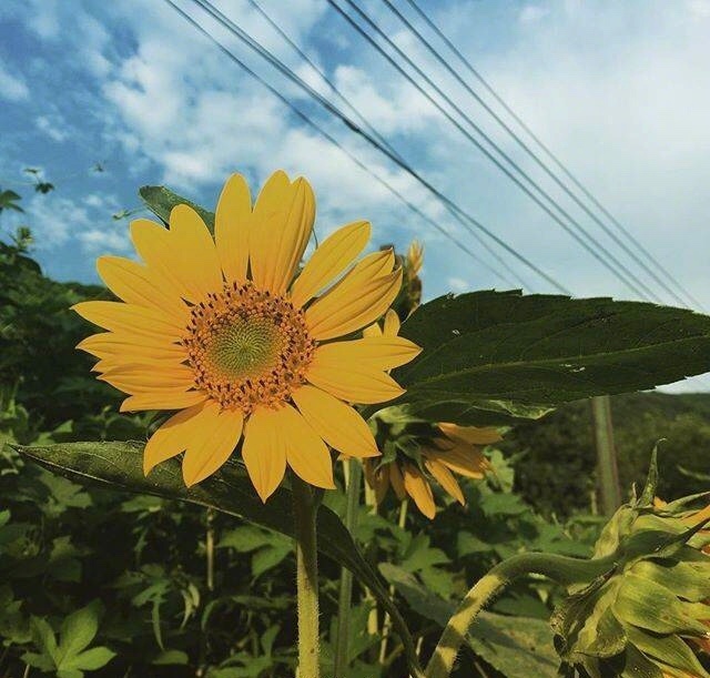 唯美鲜花图片:送你一束向日葵开启一周满满正能