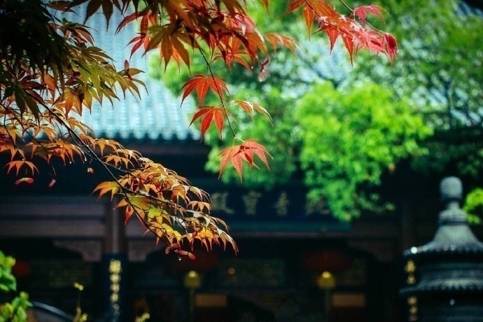 清晨入古寺,初日照高林杭州灵隐寺风景图片
