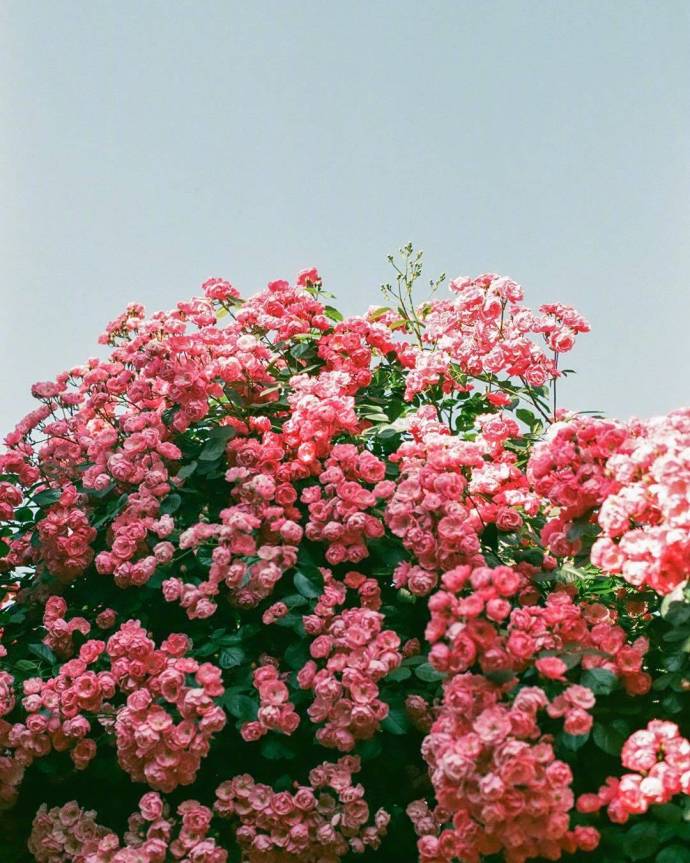 唯美鲜花图片:春天是一个充满希望的季节