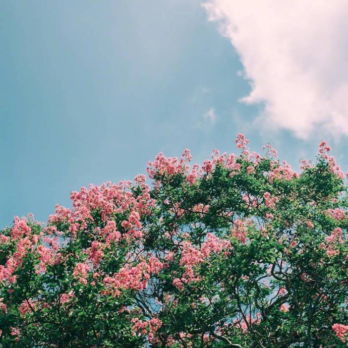 唯美鲜花图片:春天是一个充满希望的季节