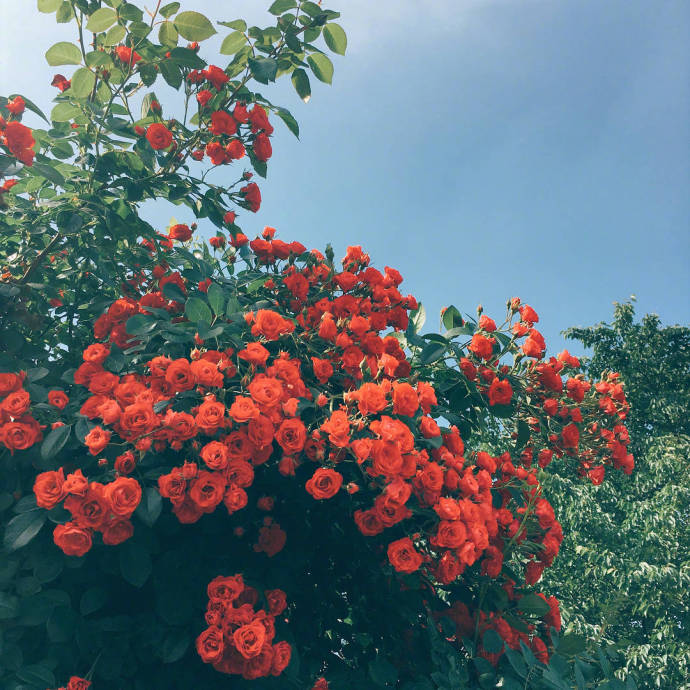 唯美鲜花图片:春天是一个充满希望的季节