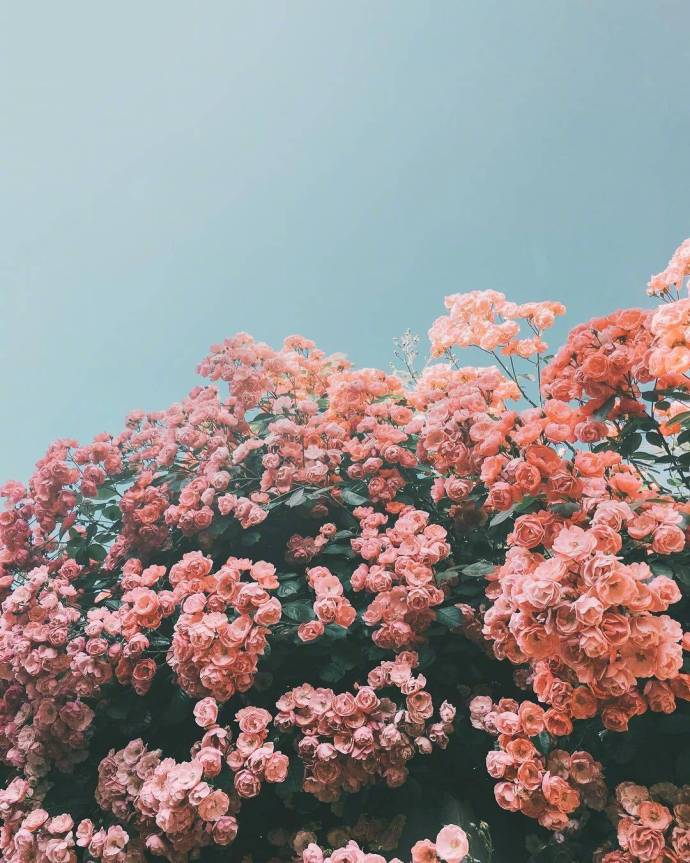 唯美鲜花图片:春天是一个充满希望的季节