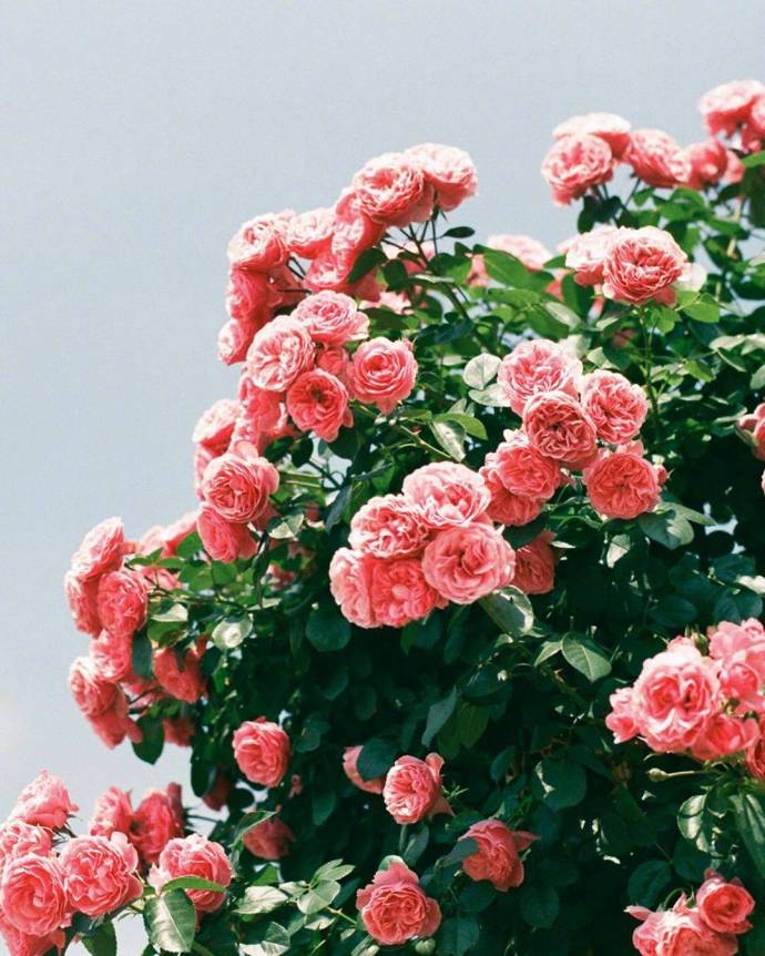 唯美鲜花图片:春天是一个充满希望的季节