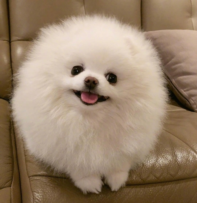萌宠狗狗图片_圆滚滚的小博美Bori图片