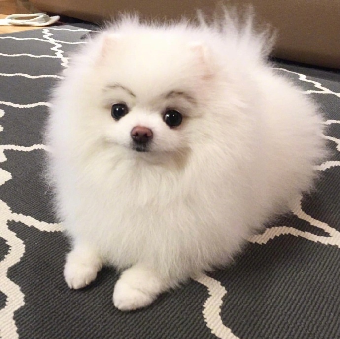 萌宠狗狗图片_圆滚滚的小博美Bori图片