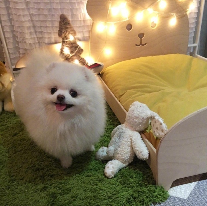 萌宠狗狗图片_圆滚滚的小博美Bori图片