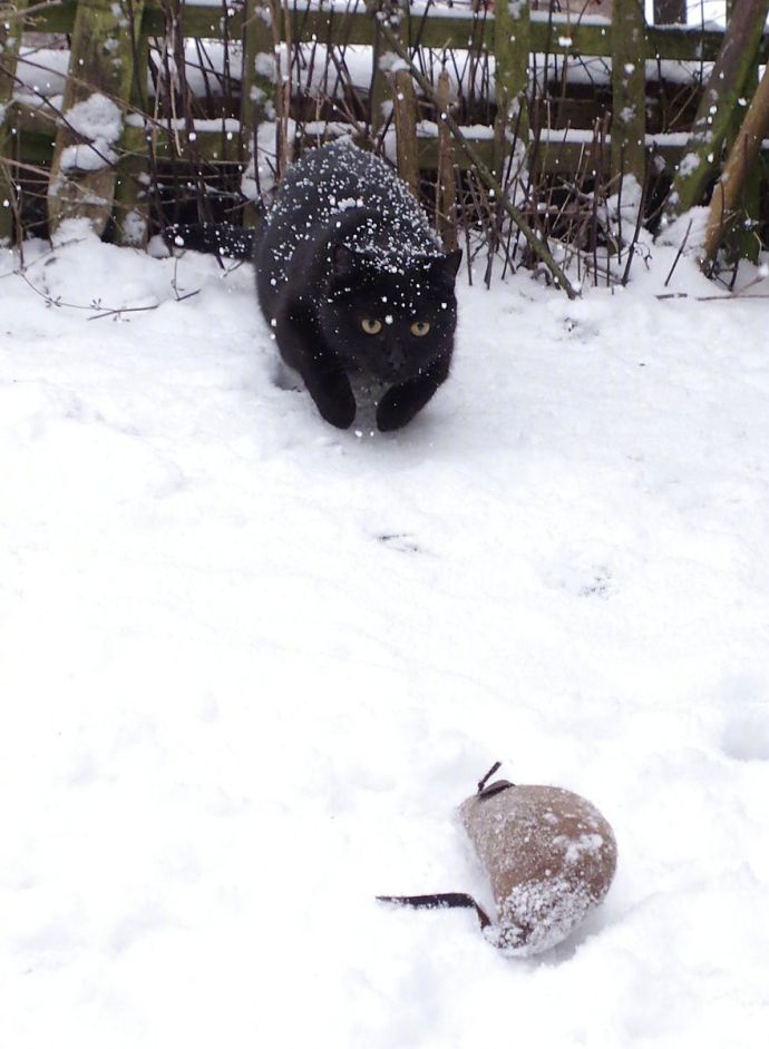 萌宠喵星人图片_黑猫第一次见到下雪图片