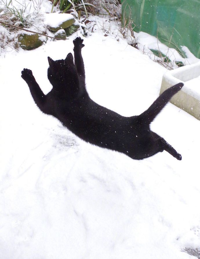 萌宠喵星人图片_黑猫第一次见到下雪图片