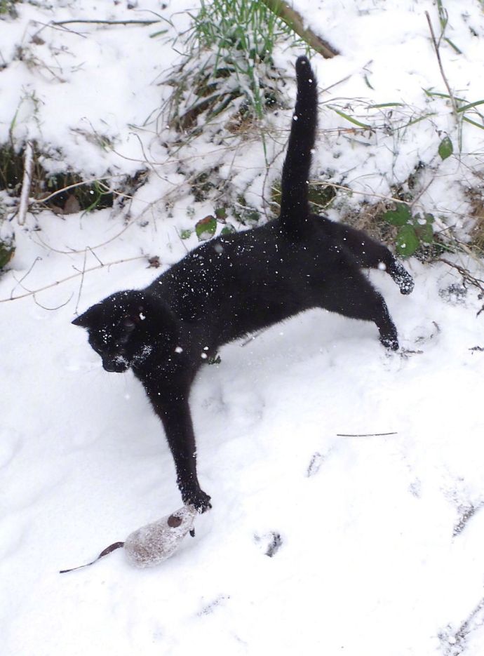 萌宠喵星人图片_黑猫第一次见到下雪图片