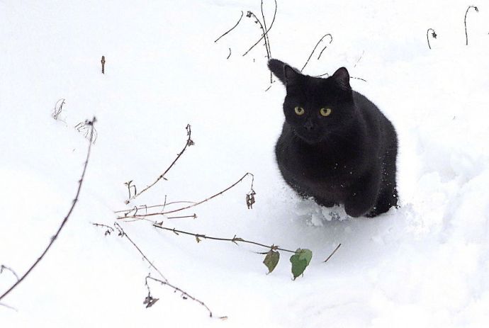 萌宠喵星人图片_黑猫第一次见到下雪图片