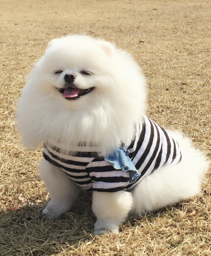 萌宠狗狗图片_博美的治愈系笑容图片