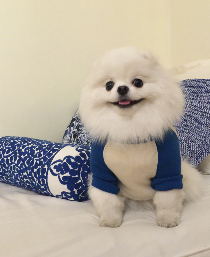 萌宠狗狗图片_博美的治愈系笑容图片